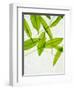 Wild Garlic, Allium Ursinum, Leaves, Green-Axel Killian-Framed Photographic Print