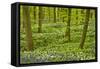 Wild Garlic and Bluebell Carpet in Beech Wood, Hallerbos, Belgium-Biancarelli-Framed Stretched Canvas