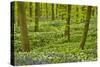 Wild Garlic and Bluebell Carpet in Beech Wood, Hallerbos, Belgium-Biancarelli-Stretched Canvas