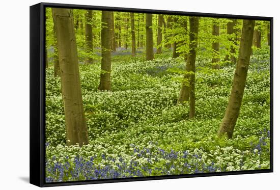 Wild Garlic and Bluebell Carpet in Beech Wood, Hallerbos, Belgium-Biancarelli-Framed Stretched Canvas