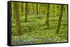 Wild Garlic and Bluebell Carpet in Beech Wood, Hallerbos, Belgium-Biancarelli-Framed Stretched Canvas