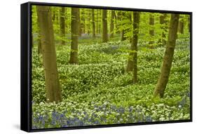 Wild Garlic and Bluebell Carpet in Beech Wood, Hallerbos, Belgium-Biancarelli-Framed Stretched Canvas