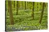 Wild Garlic and Bluebell Carpet in Beech Wood, Hallerbos, Belgium-Biancarelli-Stretched Canvas