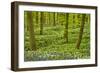 Wild Garlic and Bluebell Carpet in Beech Wood, Hallerbos, Belgium-Biancarelli-Framed Photographic Print