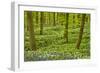 Wild Garlic and Bluebell Carpet in Beech Wood, Hallerbos, Belgium-Biancarelli-Framed Photographic Print