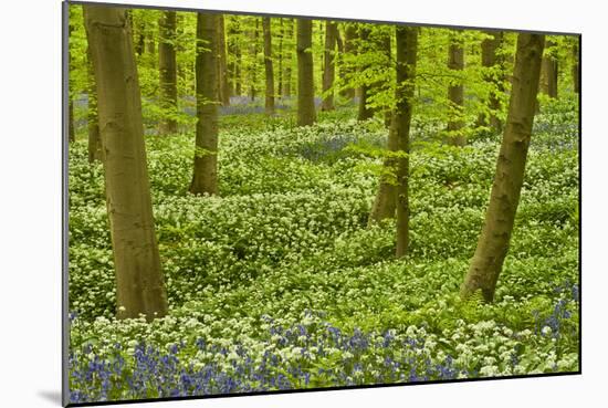 Wild Garlic and Bluebell Carpet in Beech Wood, Hallerbos, Belgium-Biancarelli-Mounted Photographic Print