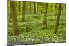 Wild Garlic and Bluebell Carpet in Beech Wood, Hallerbos, Belgium-Biancarelli-Mounted Photographic Print