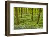 Wild Garlic and Bluebell Carpet in Beech Wood, Hallerbos, Belgium-Biancarelli-Framed Photographic Print