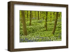 Wild Garlic and Bluebell Carpet in Beech Wood, Hallerbos, Belgium-Biancarelli-Framed Photographic Print