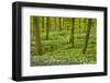 Wild Garlic and Bluebell Carpet in Beech Wood, Hallerbos, Belgium-Biancarelli-Framed Photographic Print