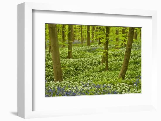 Wild Garlic and Bluebell Carpet in Beech Wood, Hallerbos, Belgium-Biancarelli-Framed Photographic Print