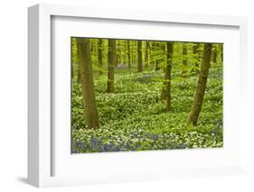 Wild Garlic and Bluebell Carpet in Beech Wood, Hallerbos, Belgium-Biancarelli-Framed Photographic Print