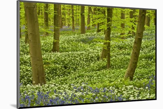 Wild Garlic and Bluebell Carpet in Beech Wood, Hallerbos, Belgium-Biancarelli-Mounted Photographic Print