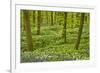 Wild Garlic and Bluebell Carpet in Beech Wood, Hallerbos, Belgium-Biancarelli-Framed Photographic Print