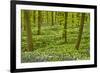 Wild Garlic and Bluebell Carpet in Beech Wood, Hallerbos, Belgium-Biancarelli-Framed Photographic Print