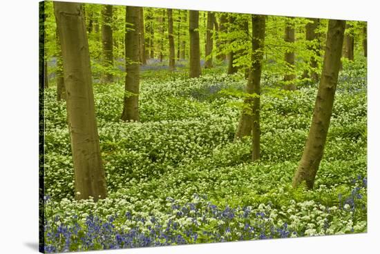 Wild Garlic and Bluebell Carpet in Beech Wood, Hallerbos, Belgium-Biancarelli-Stretched Canvas