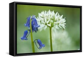 Wild Garlic and Bluebell in Flower, Beech Wood, Hallerbos, Belgium-Biancarelli-Framed Stretched Canvas