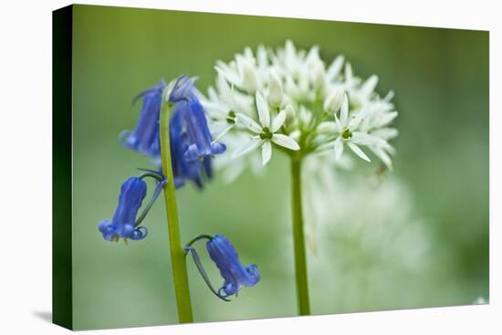Wild Garlic and Bluebell in Flower, Beech Wood, Hallerbos, Belgium-Biancarelli-Stretched Canvas