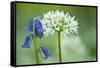 Wild Garlic and Bluebell in Flower, Beech Wood, Hallerbos, Belgium-Biancarelli-Framed Stretched Canvas