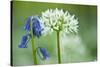 Wild Garlic and Bluebell in Flower, Beech Wood, Hallerbos, Belgium-Biancarelli-Stretched Canvas