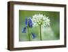 Wild Garlic and Bluebell in Flower, Beech Wood, Hallerbos, Belgium-Biancarelli-Framed Photographic Print