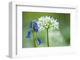 Wild Garlic and Bluebell in Flower, Beech Wood, Hallerbos, Belgium-Biancarelli-Framed Photographic Print