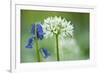 Wild Garlic and Bluebell in Flower, Beech Wood, Hallerbos, Belgium-Biancarelli-Framed Photographic Print