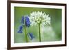 Wild Garlic and Bluebell in Flower, Beech Wood, Hallerbos, Belgium-Biancarelli-Framed Photographic Print