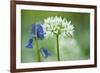 Wild Garlic and Bluebell in Flower, Beech Wood, Hallerbos, Belgium-Biancarelli-Framed Photographic Print