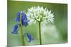 Wild Garlic and Bluebell in Flower, Beech Wood, Hallerbos, Belgium-Biancarelli-Mounted Photographic Print