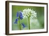 Wild Garlic and Bluebell in Flower, Beech Wood, Hallerbos, Belgium-Biancarelli-Framed Photographic Print