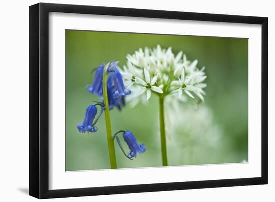 Wild Garlic and Bluebell in Flower, Beech Wood, Hallerbos, Belgium-Biancarelli-Framed Photographic Print