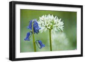 Wild Garlic and Bluebell in Flower, Beech Wood, Hallerbos, Belgium-Biancarelli-Framed Photographic Print