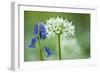 Wild Garlic and Bluebell in Flower, Beech Wood, Hallerbos, Belgium-Biancarelli-Framed Photographic Print