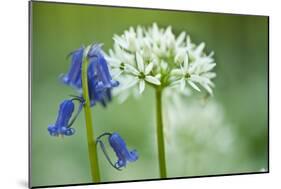 Wild Garlic and Bluebell in Flower, Beech Wood, Hallerbos, Belgium-Biancarelli-Mounted Photographic Print