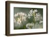 Wild garlic flowering in woodland, Cornwall, England, UK-Ross Hoddinott / 2020VISION-Framed Photographic Print