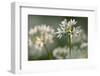 Wild garlic flowering in woodland, Cornwall, England, UK-Ross Hoddinott / 2020VISION-Framed Photographic Print