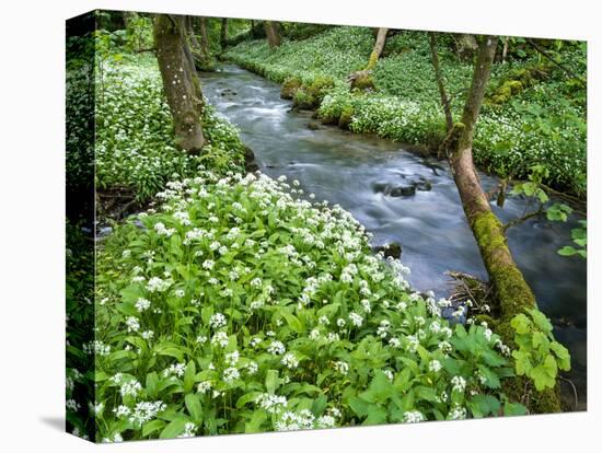 Wild Garlic, on the Way to Janet's Foss, Malham, Yorkshire Dales National Park, Yorkshire, England-Bill Ward-Stretched Canvas