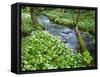 Wild Garlic, on the Way to Janet's Foss, Malham, Yorkshire Dales National Park, Yorkshire, England-Bill Ward-Framed Stretched Canvas