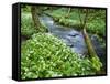 Wild Garlic, on the Way to Janet's Foss, Malham, Yorkshire Dales National Park, Yorkshire, England-Bill Ward-Framed Stretched Canvas