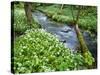 Wild Garlic, on the Way to Janet's Foss, Malham, Yorkshire Dales National Park, Yorkshire, England-Bill Ward-Stretched Canvas