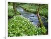 Wild Garlic, on the Way to Janet's Foss, Malham, Yorkshire Dales National Park, Yorkshire, England-Bill Ward-Framed Photographic Print