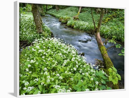 Wild Garlic, on the Way to Janet's Foss, Malham, Yorkshire Dales National Park, Yorkshire, England-Bill Ward-Framed Photographic Print