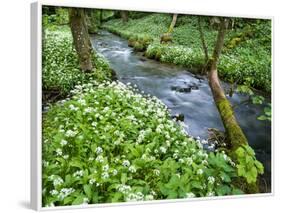 Wild Garlic, on the Way to Janet's Foss, Malham, Yorkshire Dales National Park, Yorkshire, England-Bill Ward-Framed Photographic Print