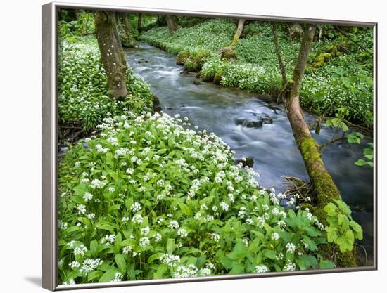 Wild Garlic, on the Way to Janet's Foss, Malham, Yorkshire Dales National Park, Yorkshire, England-Bill Ward-Framed Photographic Print