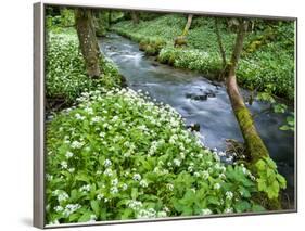 Wild Garlic, on the Way to Janet's Foss, Malham, Yorkshire Dales National Park, Yorkshire, England-Bill Ward-Framed Photographic Print