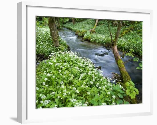 Wild Garlic, on the Way to Janet's Foss, Malham, Yorkshire Dales National Park, Yorkshire, England-Bill Ward-Framed Photographic Print