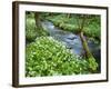 Wild Garlic, on the Way to Janet's Foss, Malham, Yorkshire Dales National Park, Yorkshire, England-Bill Ward-Framed Photographic Print