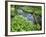 Wild Garlic, on the Way to Janet's Foss, Malham, Yorkshire Dales National Park, Yorkshire, England-Bill Ward-Framed Photographic Print