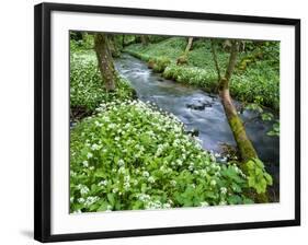 Wild Garlic, on the Way to Janet's Foss, Malham, Yorkshire Dales National Park, Yorkshire, England-Bill Ward-Framed Photographic Print